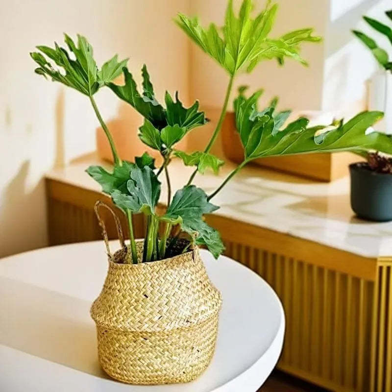 Seagrass Basket - Rattan Hanging Planter & Storage Organizer